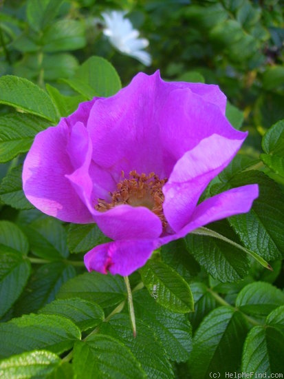'Exception ® (Rugosa, Baum, 1983)' rose photo