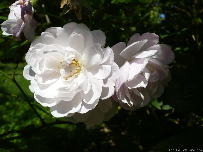 'Blush Noisette' rose photo