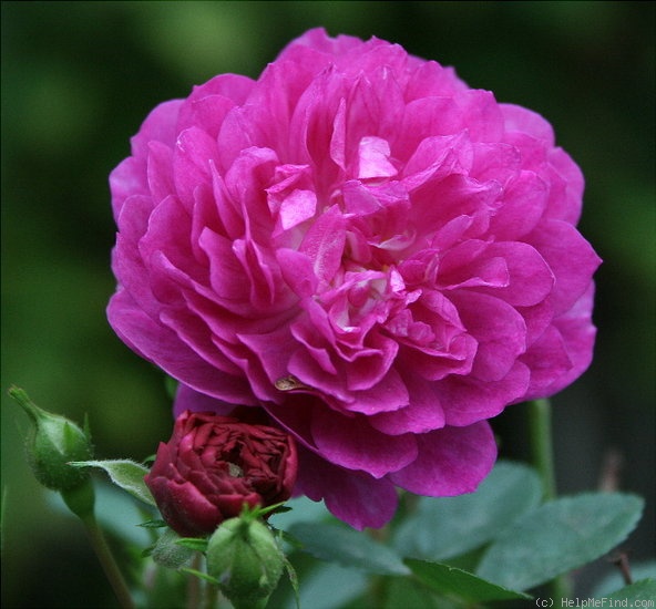 'Sweet Chariot (Miniature, Moore, 1984)' rose photo