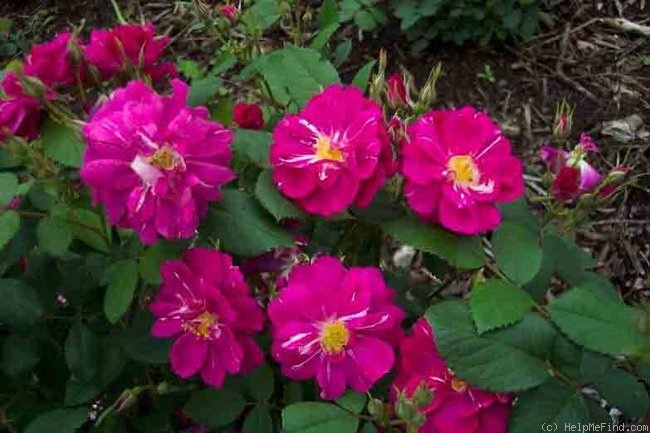 'Catherine Guelda ™' rose photo