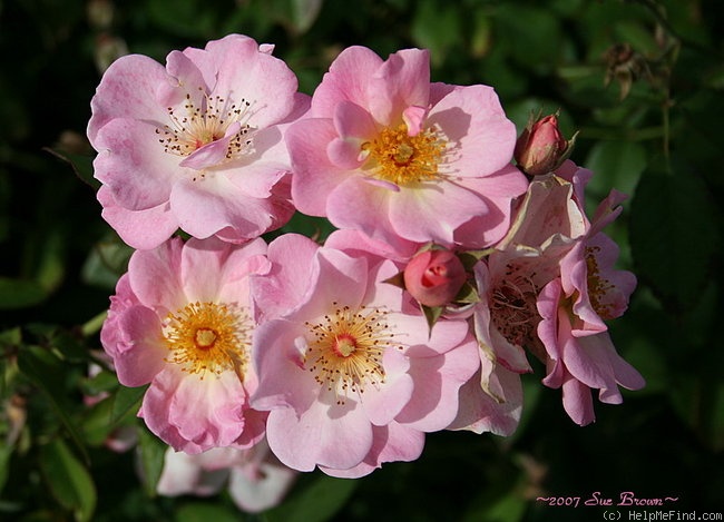 'Flower Girl ™ (shrub, Fryer, 1998)' rose photo
