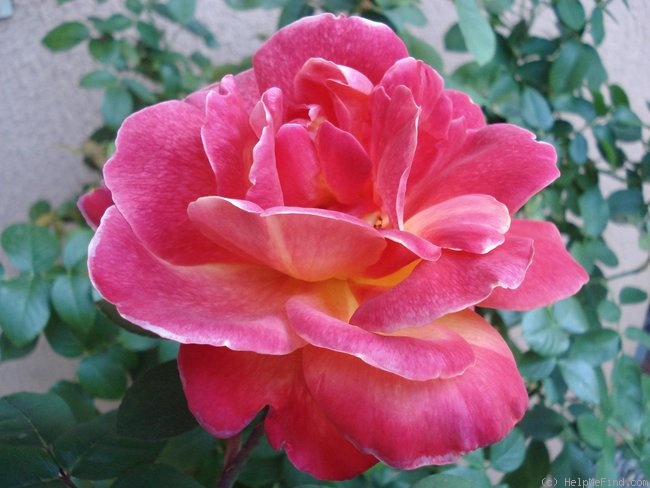 'Aquarelle (hybrid tea, Croix, 1980)' rose photo