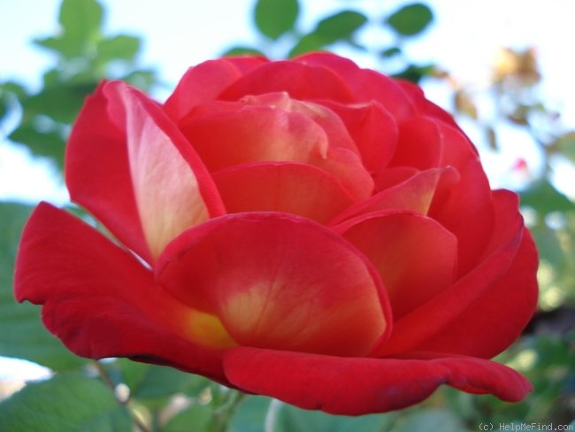'Soleil Rouge' rose photo