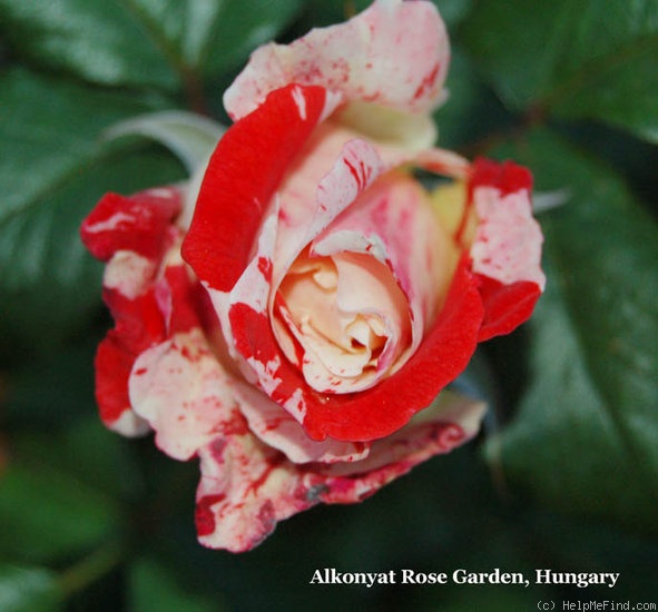 'Hanky Panky (floribunda, Carruth, 2000)' rose photo