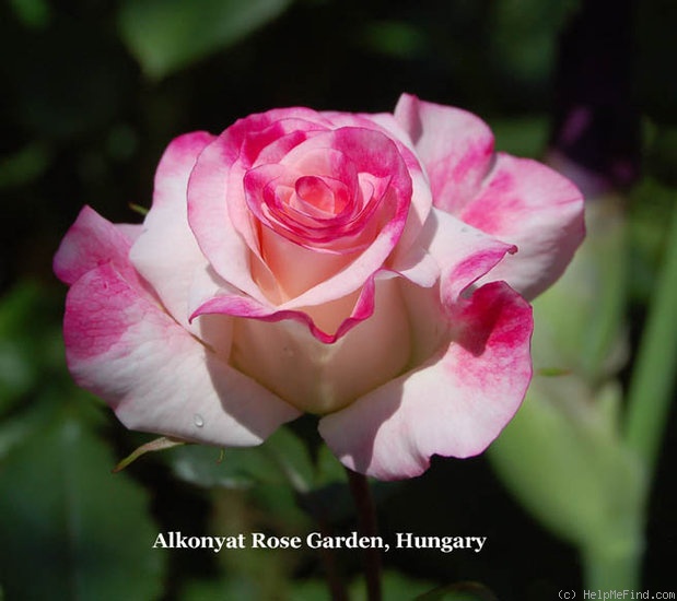 'Abigaile ®' rose photo