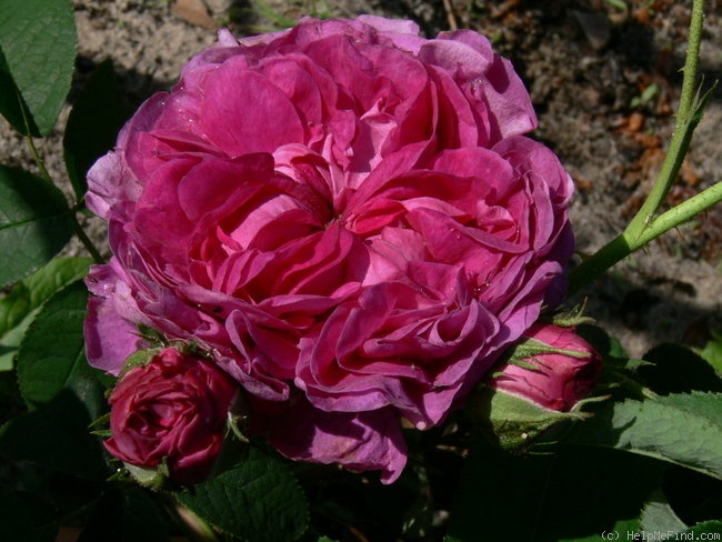 'Baron de Bonstetten' rose photo