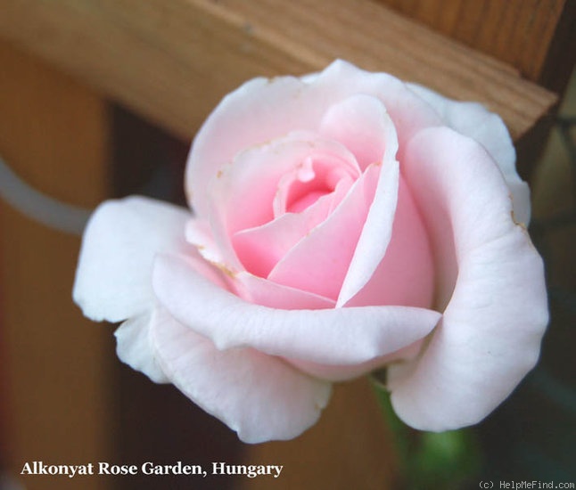 'Times Past' rose photo