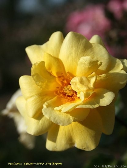 'Poulsen's Yellow' rose photo