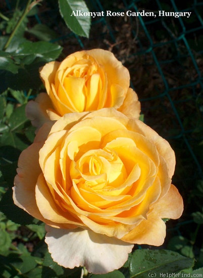 'Dutch Gold ®' rose photo