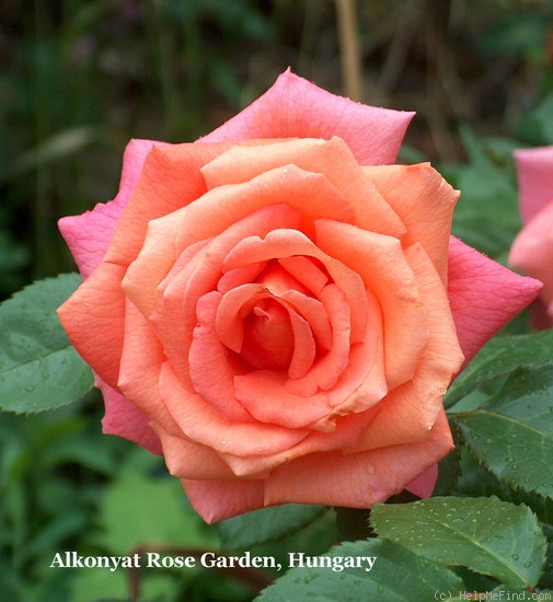 'Lincoln Cathedral' rose photo