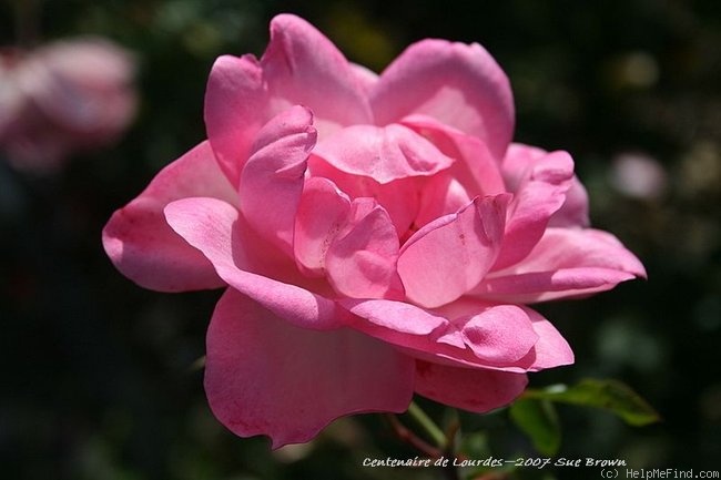 'Centenaire de Lourdes ®' rose photo