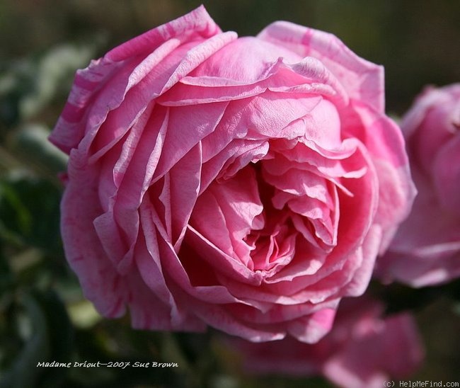 'Madame Driout' rose photo