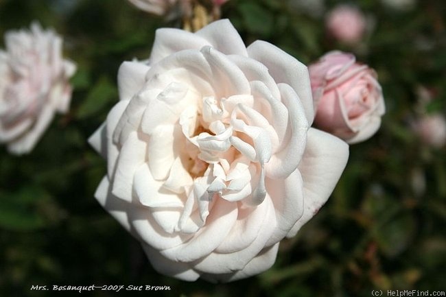 'Mrs. Bosanquet' rose photo