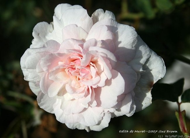 'Edith de Murat' rose photo