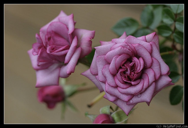 'Bluesette ®' rose photo