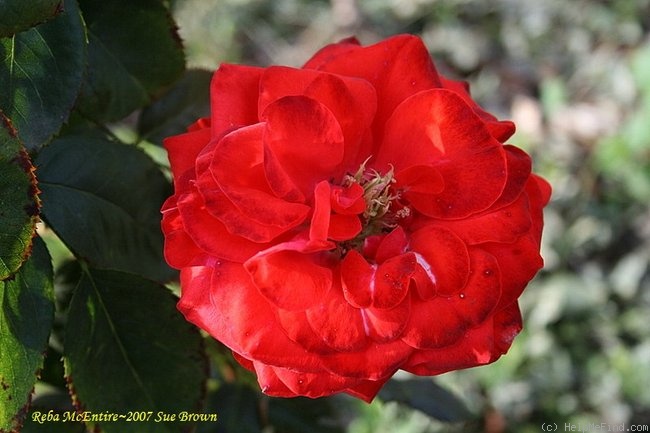 'Reba McEntire' rose photo