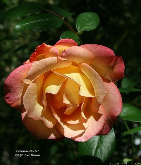 'Rainbow Sorbet ™' rose photo