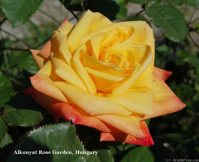 'Barry Stephens' rose photo