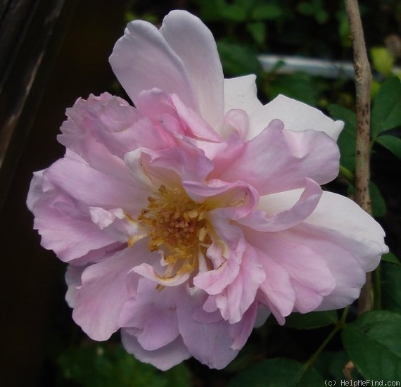 'Wife of Bath ®' rose photo