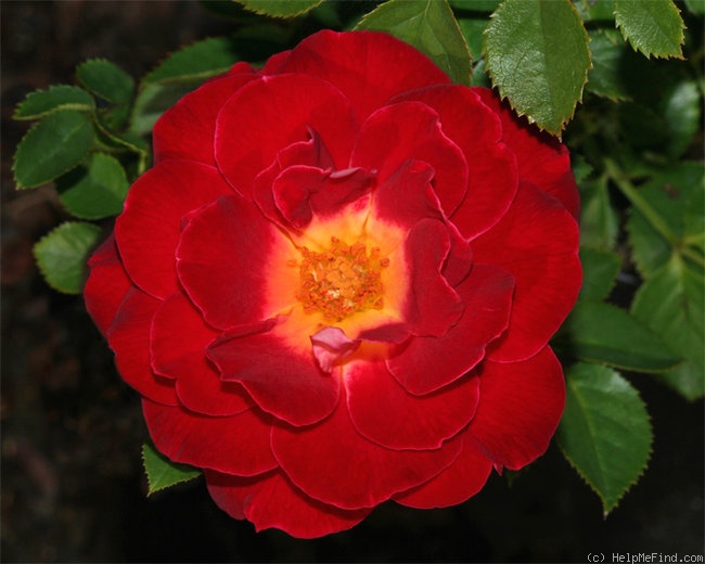 'Hope and Joy' rose photo