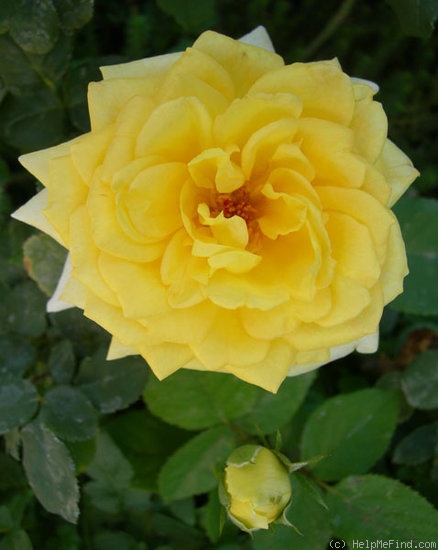 'Ahimsa' rose photo