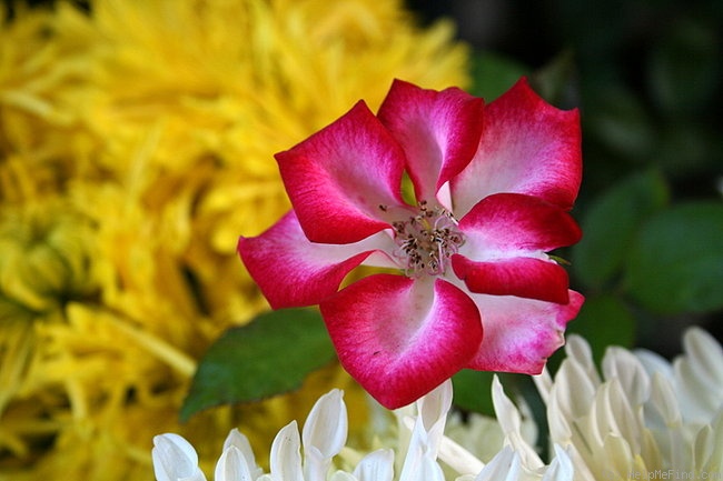 'Glamour Girl (mini-flora, Clements 1992)' rose photo