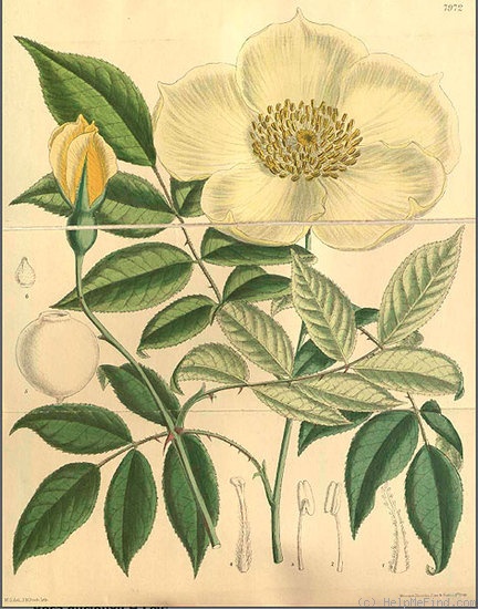 '<i>Rosa gigantea</I> Collett ex Crépin' rose photo