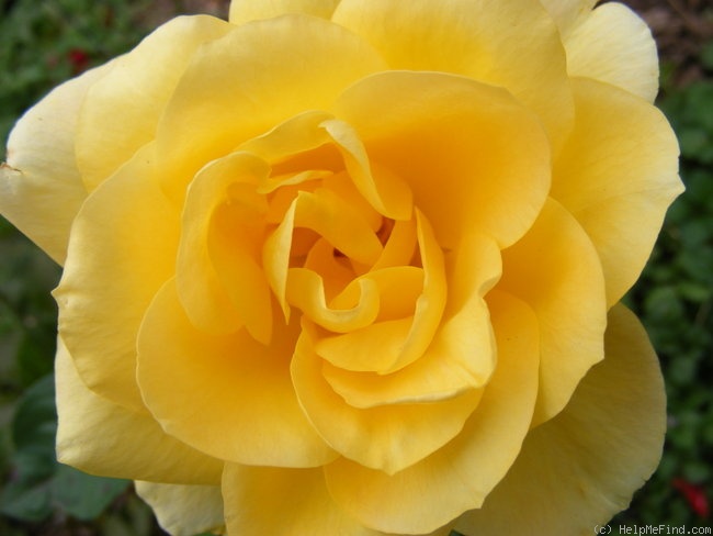 'Gold Magic' rose photo