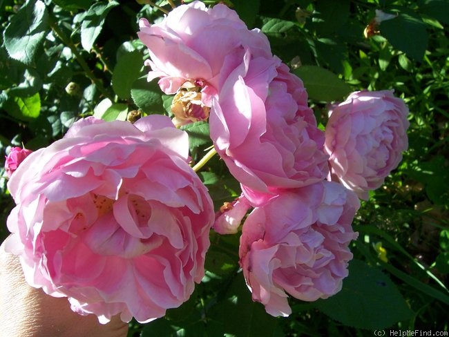 'Mary Rose ®' rose photo