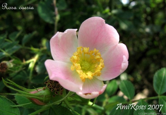 '<i>Rosa caesia</i> Sm.' rose photo