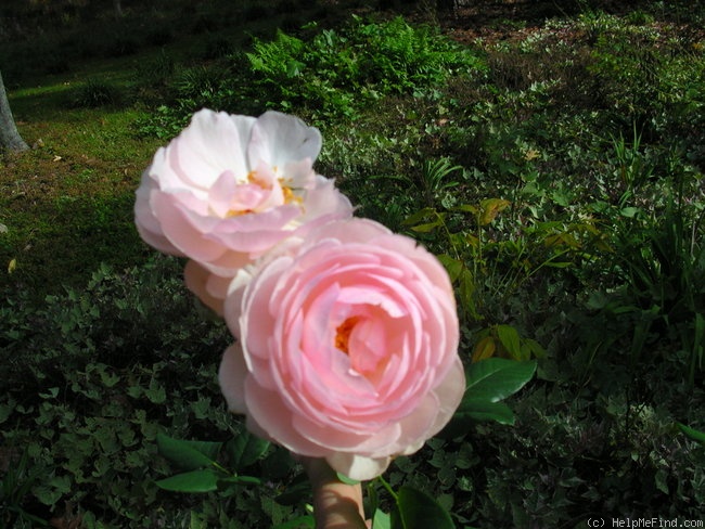 'Heritage ®' rose photo