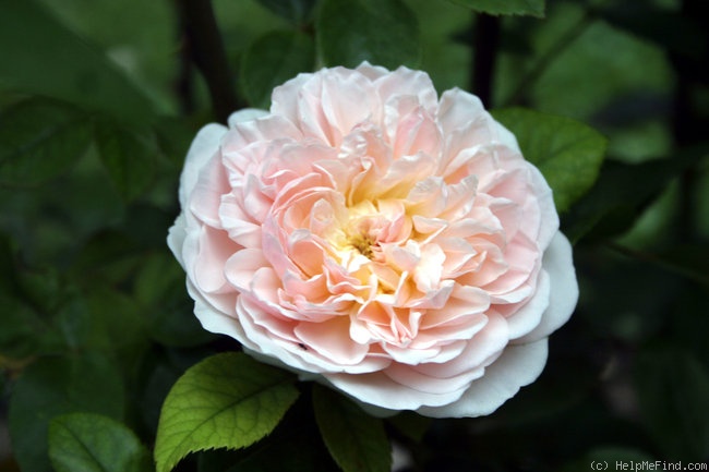 'Apricot Parfait (shrub, Austin 1991)' rose photo