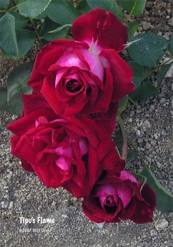 'Tipu's Flame™' rose photo