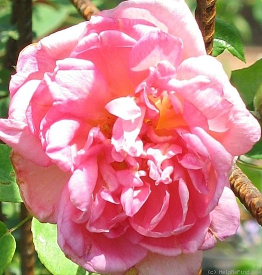 'Comtesse du Cayla' rose photo