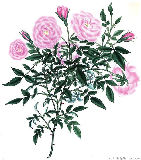 'Bengale Pompon' rose photo