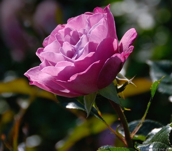'ORAcharpam' rose photo