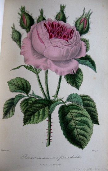 'Rosier mousseux à fleurs doubles' rose photo