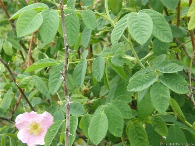 'R. prattii' rose photo