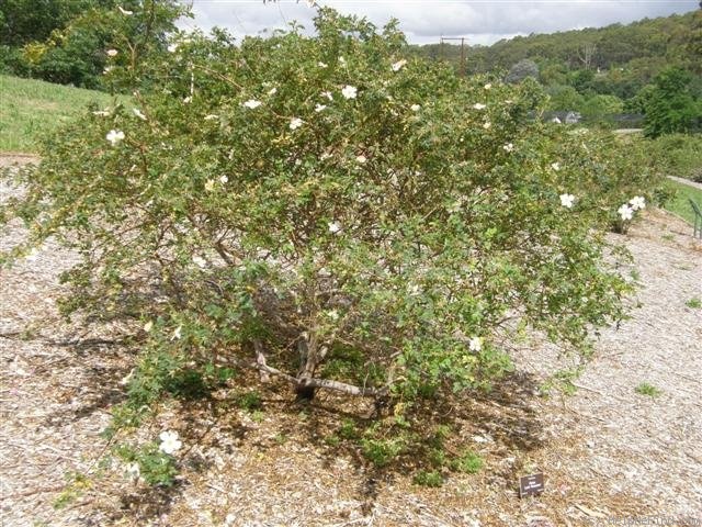 'Lord Penzance' rose photo