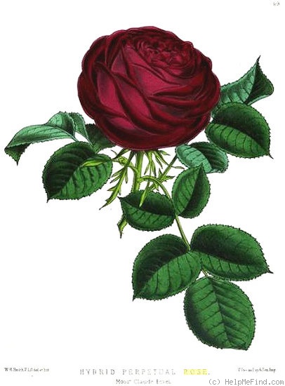 'Monsieur Claude Levet' rose photo