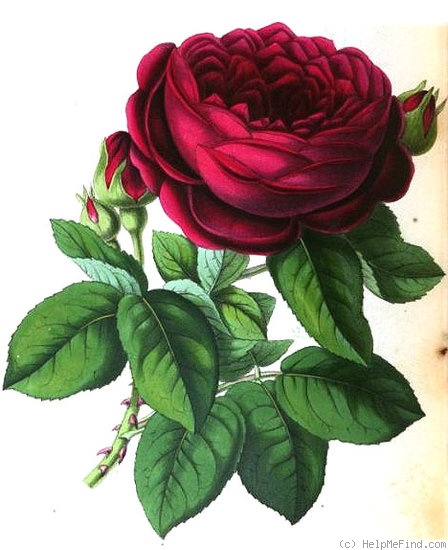 'Lord Clyde' rose photo