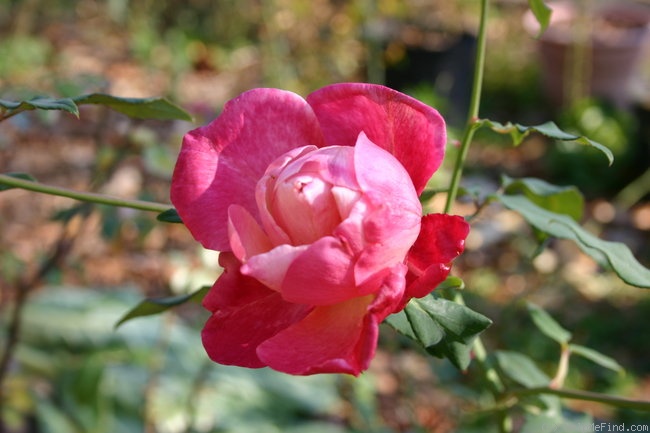 'Général Galliéni' rose photo