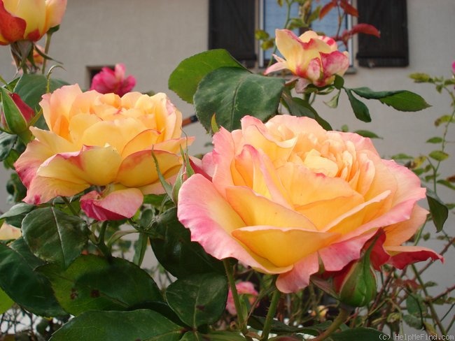 'Philippe Noiret ®' rose photo