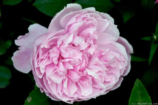 'Sister Elizabeth' rose photo