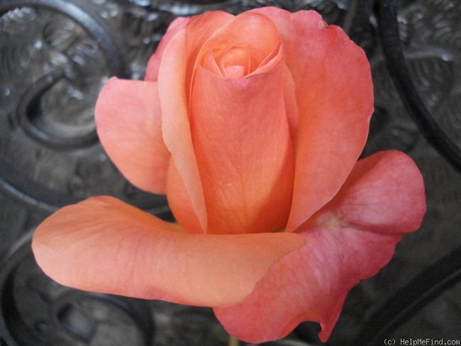 'Julie Cussons' rose photo