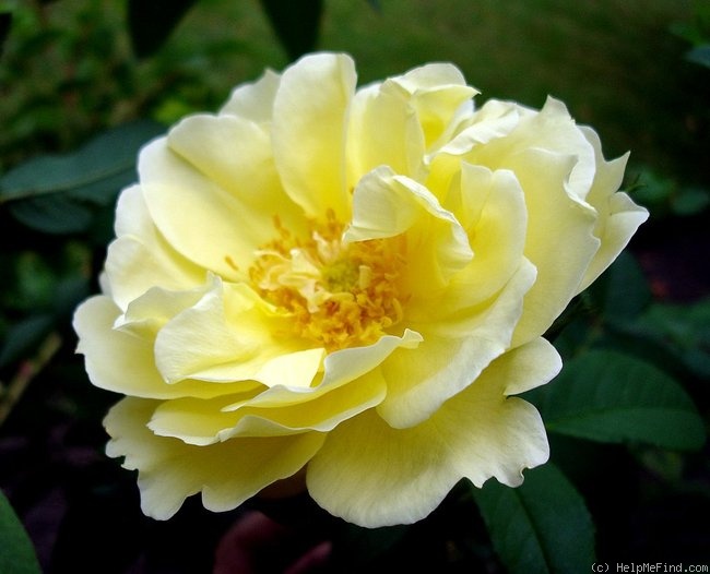 'Rustica 91' rose photo