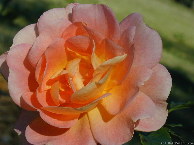 'F. J. Lindheimer' rose photo
