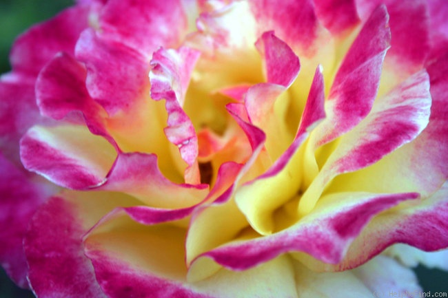 'Adolf Horstmann ®' rose photo