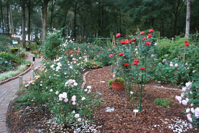 'Central Florida Heritage Rose Society'  photo
