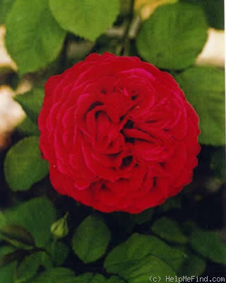 'Souvenir de Spa' rose photo